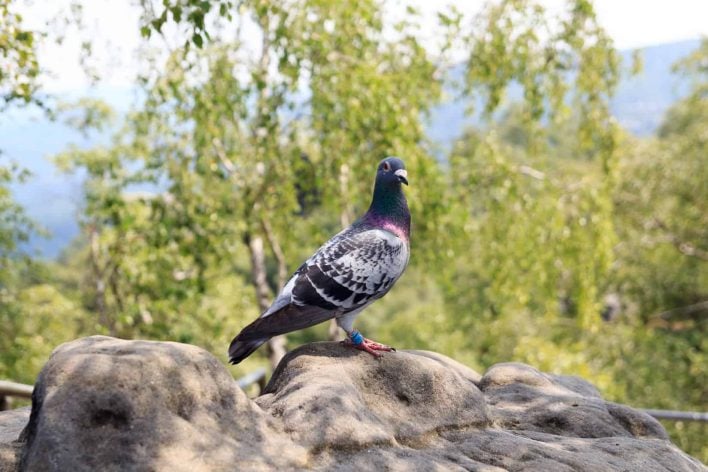 Carrier-Pigeons Carrier-Pigeons